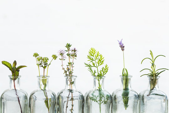 Bottle of essential oil with herbs lavender flower, rosemary ,flower of  canons,thyme and peppermint set up on white background.