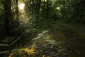light shining through wood onto a fern at Trenant Woods