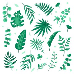 Fototapeta na wymiar Set of isolated green natural elements. Eucalyptus, palm, fern, and olive leaves. Cute hand drawing leaves. Vector illustrations on white background.