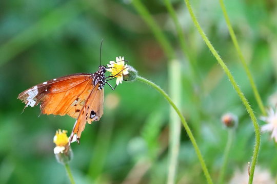 monarch butterfly feeding nectar on summer flower