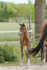 A little brown foal, mare foal standing next to the mother, during the day with a countryside landscape