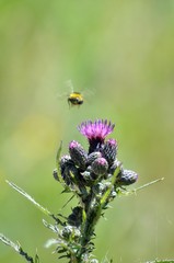 Wegdistel