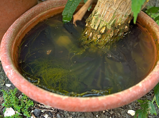 Mosquito larvae inside a potted plant fill with stagnant water