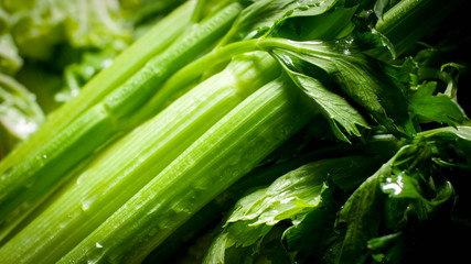 Obraz premium Macro photo of fresh wet celery. Background for healthy food and GMO free products.Diet nutrition and fresh vegetables. Vegan and vegetarian background.