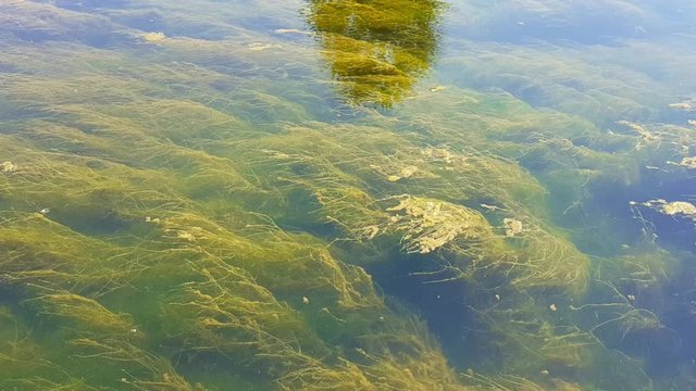Static view of green algae in moving water with palm tree reflection on sunny day.