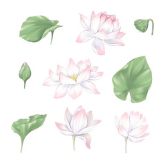 Set of digital clipart flowers and bouquets of lotus and seaweed