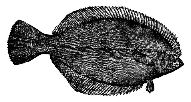 recommend clip art: Flounder, vintage illustration.