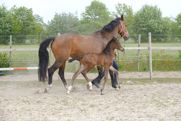 Little brown foal, trosts next to the mother, one week old, during the day with a countryside landscape