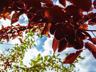 Red-leafed plum Pissardi (lat. Prunus cerasifera Pissardii), with juicy fruits on the branches in spring sunny day.