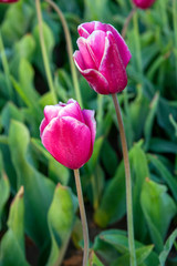 Close-up of two pink tulips standing in green environment