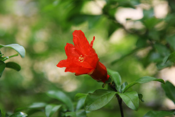 Melograno, primo piano di fiori rosso fuoco e boccioli appena sbocciati