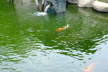 照国神社の近くにある鯉の池