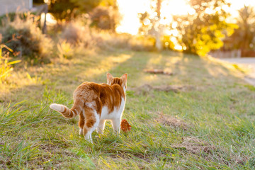 Ginger cat stalking just before sunset