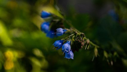 
Medicinal plant flowers Comfrey close-up on a dark background