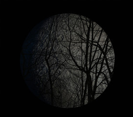 An eerie landscape with a moon behind the trees. 3d render