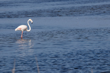 flamigos in a river in spain