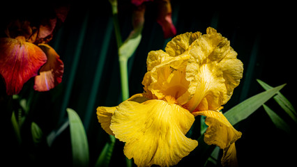Beautiful yellow spring iris flower on a background of leaves