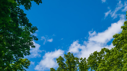 Top of the trees with green leaves in the forest. Blue sky with clouds. May, Spring. Background