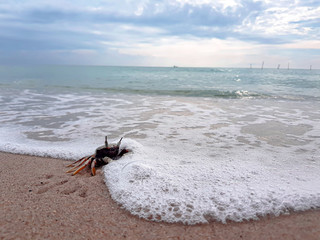 Crabs are at the beach and there are waves crashing.