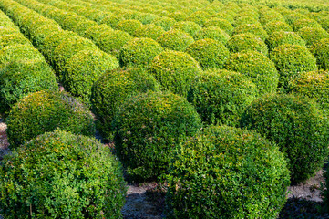 Plantation of buxus boxwood plants in ball shape