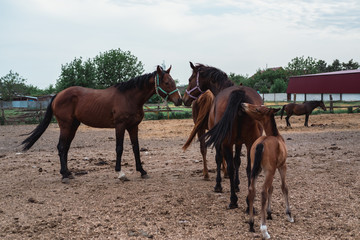 Horse farm, ranch. Family of horses in the paddock.