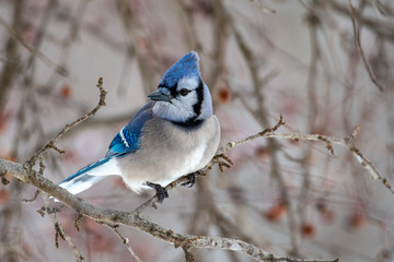 A beautiful Blue jay (Cyanocitta cristata) perches on a tree branch.