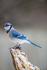 A beautiful Blue jay (Cyanocitta cristata) perches on a tree branch.