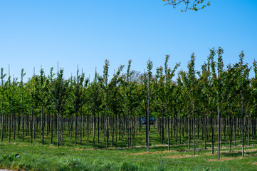 Plantation with rows of green garden decorative trees in different shapes