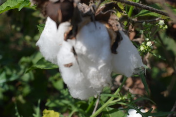 White cotton in close up 