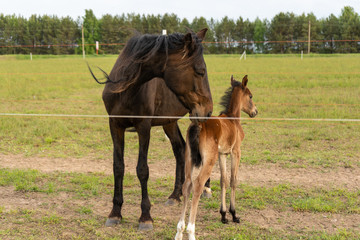 Obraz premium A black horse with a young foal in a pasture behind a string fence