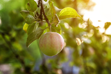 Perfect red green apple growing on tree in organic apple orchard. Autumn fall view on country style garden. Healthy food vegan vegetarian baby dieting concept. Local garden produce clean food.
