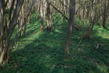 Nature reserve. Green meadow with beautiful white flowers in the forest on sunny day.