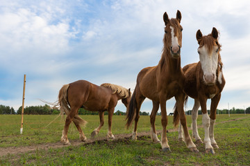 Several brown horses in the pasture
