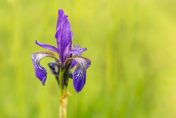 Background of iris on the green meadow