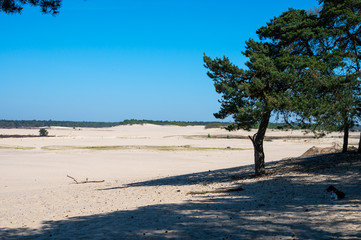 Fototapeta na wymiar Desert nature landscapes in national park De Loonse en Drunense Duinen, North Brabant, Netherlands