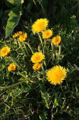 Bright yellow dandelions blooming in spring