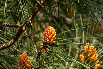 Naklejka na ściany i meble Pine tree with young cones in spring