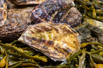 Fresh pacific or japanese oysters molluscs on stone with kelp seaweed background