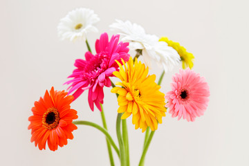 Studio shot of beautiful bouquet of colorful gerbera flowers with visible petal texture. Close up composition with bright of flower petals. Top view, isolated, copy space.
