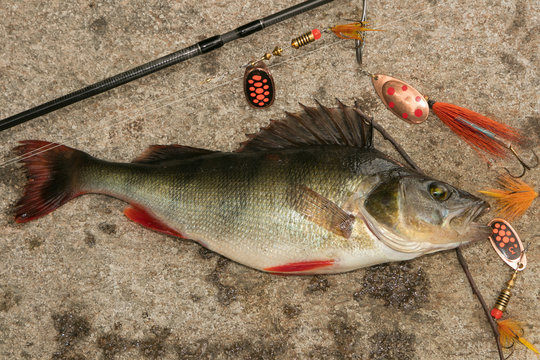 Barsch und Spinner, Raubfisch angeln