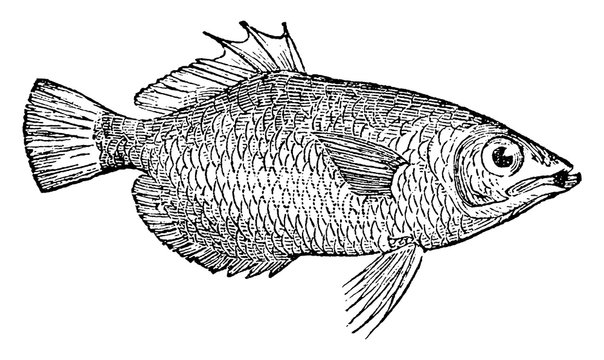 Archerfish, vintage illustration.