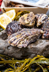Fresh pacific or japanese oysters molluscs on stone with kelp seaweed background