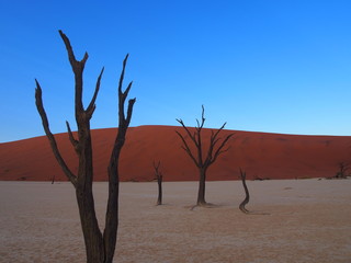Dead camelthorn trees in the scorched desert of Deadvlei and blue sky, Namibia