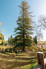 Very tall tree in the middle of a maze of plants