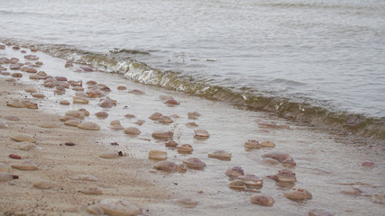 Jellyfishes in the surf of Baltic sea at sandy beach at Curonian Spit (Nida, Lithuania).