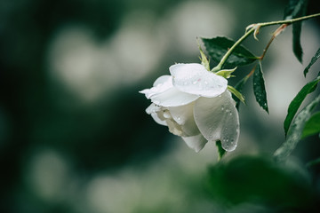 Jolie rose blanche dans le jardin