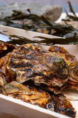 Fresh zeeuwse creuse pacific or japanese oysters molluscs on fish market in Netherlands
