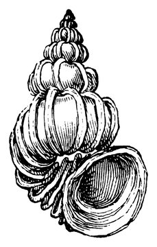Wentle trap, vintage illustration.