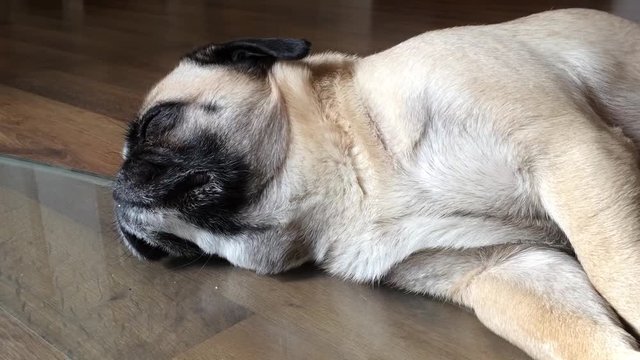 A dog of the breed pug lies on the wooden floor and snores. Film with original sound. Interior view, close-up, slow zoom out. Daylight.
