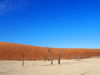 Dead camelthorn trees in the scorched desert of Deadvlei and blue sky, Namibia